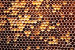 Miniatura para Pan de abeja