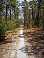 L'EuroVelo 1 dans la forêt des Landes du littoral aquitain.