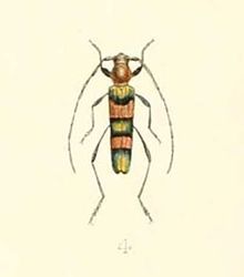 Polyzonus dohertyi