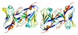 Protein TREM1 PDB 1q8m.png