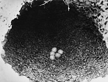 Černobílá fotografie; pohled na hnízdo papouška překrásného, uprostřed leží pět vajec