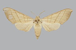 Pseudoclanis molitor