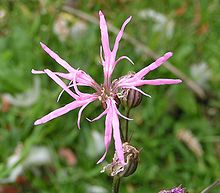 Hanekam (Lychnis flos-cuculi)