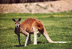 Red Kangaroo, photo taken at Western Plains Zo...