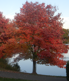 Rød løn (Acer rubrum) Foto: Ftlombardo.