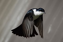 Restless flycatcher04.jpg