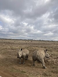 Rinocerontes en el Parque Nacional de Nairobi