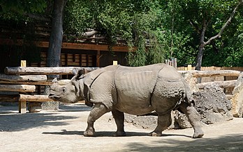 Rhinocéros indien (Rhinoceros unicornis) au zoo de Schönbrunn, à Vienne. (définition réelle 2 621 × 1 650)