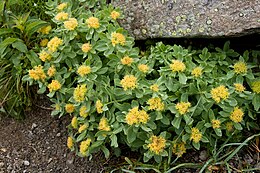 Illatos rózsásvarjúháj (Rhodiola rosea)