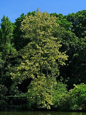 English: Robinia pseudoacacia, Fabaceae, Black...