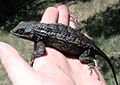 Texas Spiny Lizard, Sceloporus olivaceus