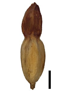 Nutlet (black scale bar represents 1 mm)
