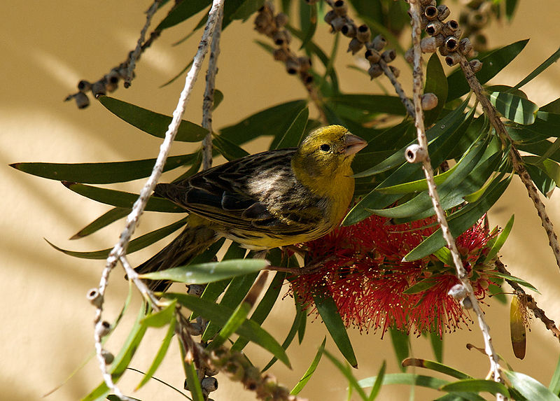 Canary