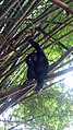Un singe sur une branche sur la faune de douala-edea.