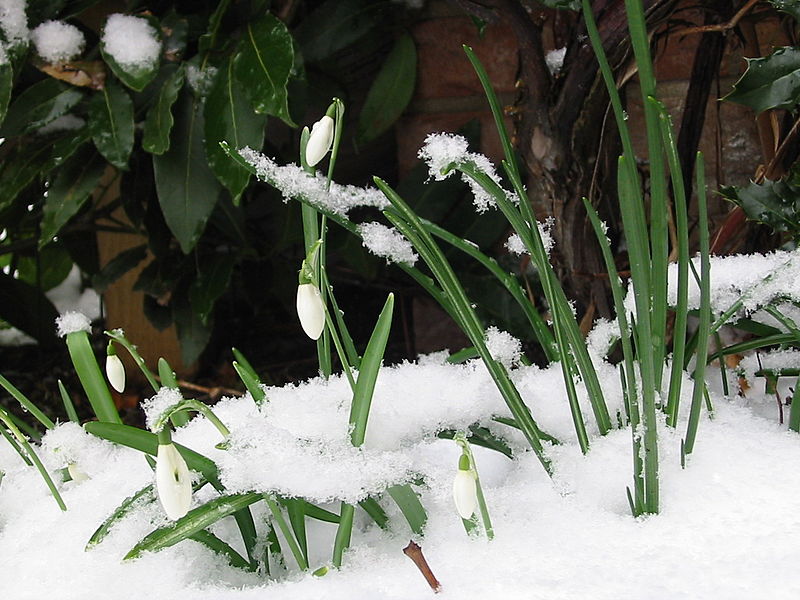 800px-Snowdrop.JPG