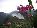 Sobralia dichotoma, Machu Pikchu 2005