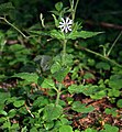 Wald-Sternmiere (Stellaria nemorum)