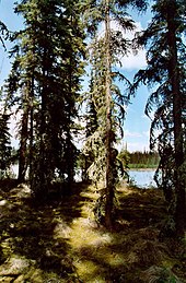 Mossy forest floor under white spruce Tall white spruce shade the mossy forest floor.jpg