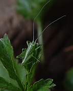 Nymphe de Tettigonia sp.