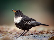 Black bird with a white crescent on its breast