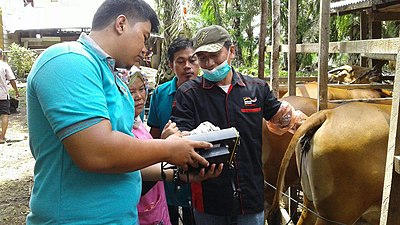 Pemeriksaan kebuntingan ring sampi anggén USG