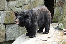 Ursus thibetanus ussuricus Калининградский зоопарк.JPG