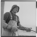 Norwegian cod fisherman using mittens (1955)