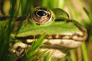 Hlava skokana zeleného (Pelophylax esculentus)