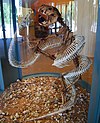 Skelettrekonstruktion der „Riesenschlange“ Wonambi und des „Beutellöwen“ Thylacoleo in Kampfpostur