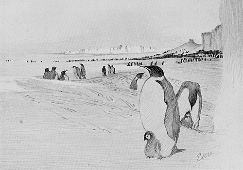 Drawing of emperor penguins scattered across sea ice at base of an ice cliff