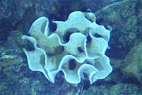 The xenophyophore, another single-celled foraminiferan, lives in abyssal zones. It has a giant shell up to 20 cm (7.9 in) across.[150]