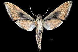 Male ventral (coll.MHNT)