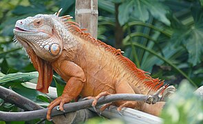 Green iguana