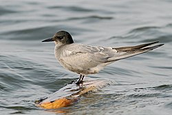 Black tern