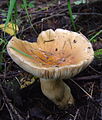 Russula mustelina