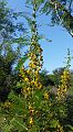 Vachellia davyi