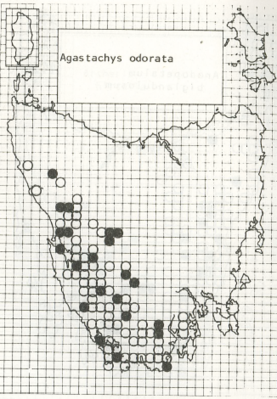 Figure 3: Distribution of Agastachys odorata across Tasmania, Australia.[11] The darker the colour of dot, the higher the concentration of specimens.