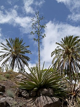 Virágzó agávé Fuerteventura szigetén, a háttérben pálmákkal