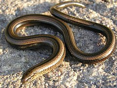 Slow worm