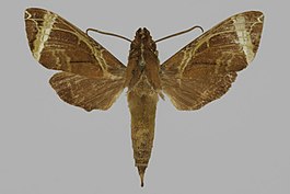 Antinephele anomala