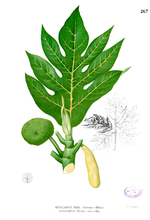 Miniatura para Artocarpus altilis