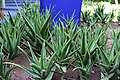 Orvosi aloé (Aloe vera)