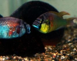 Astatotilapia burtoni