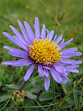 Miniatura para Aster alpinus