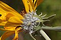 Balsamorhiza sagittata involucre.