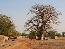 Baobab-puu Kokologhossa