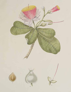 Barringtonia asiatica illustration.png
