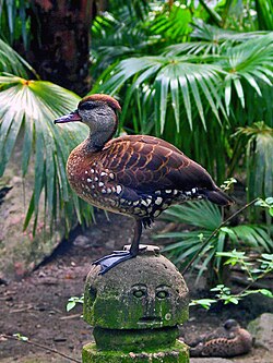 シラボシリュウキュウガモ