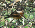 Vrouwtje bruinflankvliegenvanger (Batis capensis)