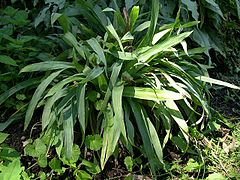 Description de l'image Broadleaf Sedge, Broad-leaved Wood Sedge (Carex platyphylla) in shade bed at the Morton Arboretum (4774139037).jpg.